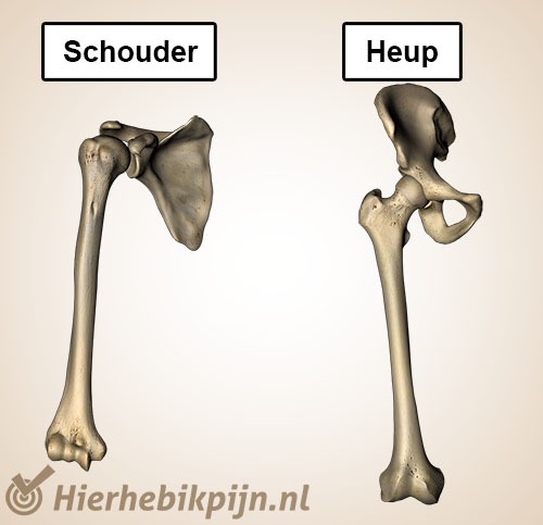schoudergewricht-heupgewricht.jpg
