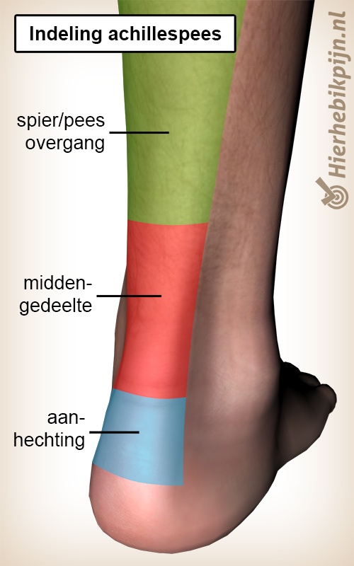 Achillespees indeling aanhechting midden gedeelte spier pees overgang achterzijde