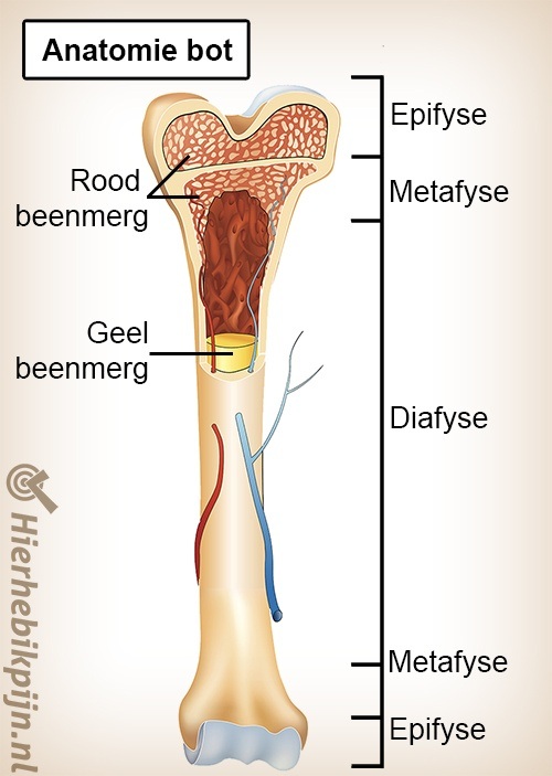 Anatomie bot groeischijf beenmerg