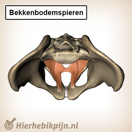 Bekkenbodemspieren bovenaanzicht