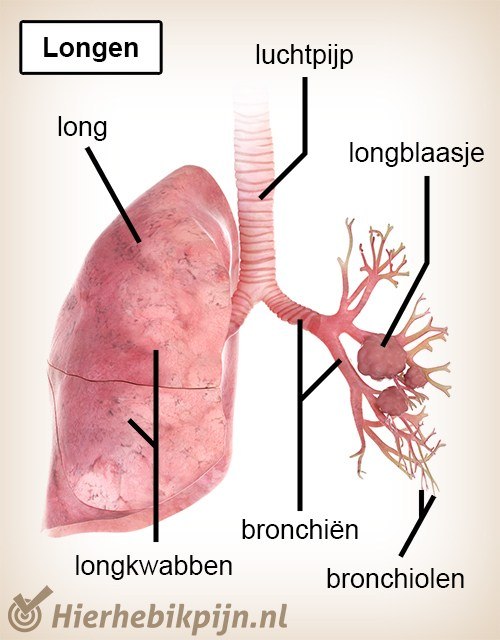 Borst longen anatomie long longkwabben longblaasjes bronchien bronchiolen luchtpijp