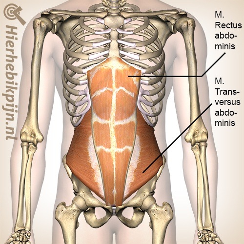 Buik buikspieren rechte dwarse musculus rectus abdominis transversus abdominis