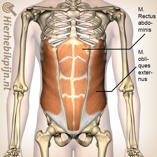Buik rechte schuine buikspieren musculus rectus abdominis obliquus externus