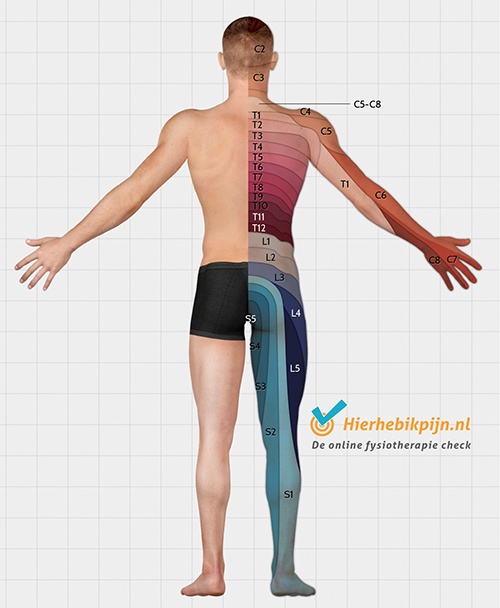 Dermatomen dorsaal achterzijde