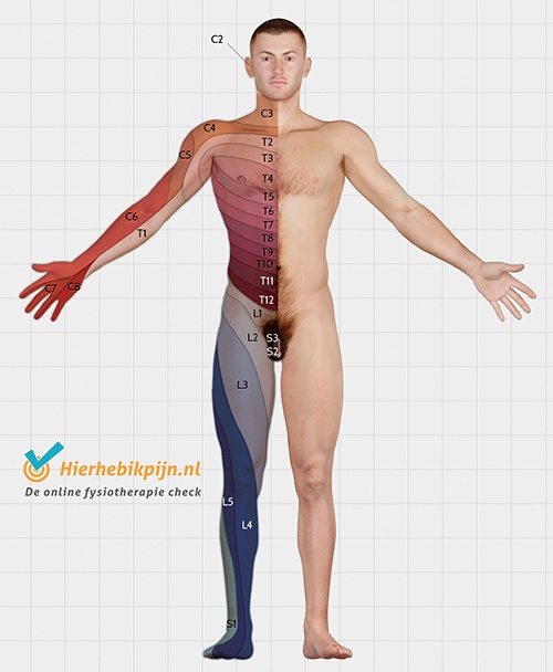 Dermatomen ventraal voorzijde