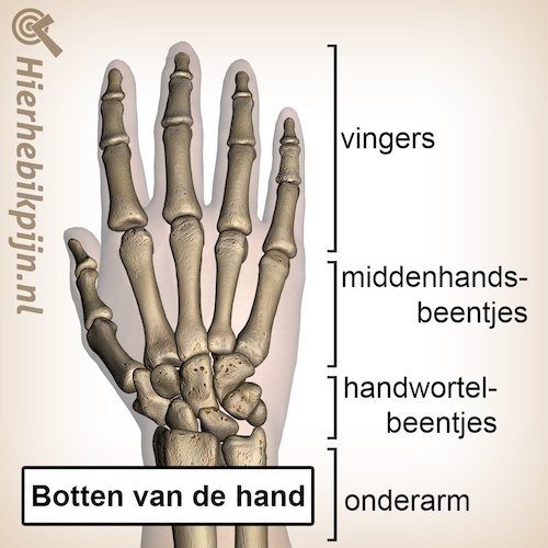 Hand dorsaal botten handrug