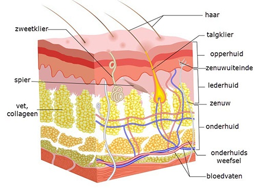 Huid antomie epidermis dermis onderhuids bindweefsel