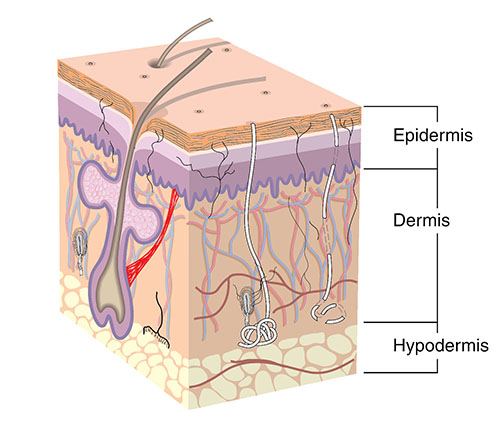 Huid dermis epidermis hypodermis