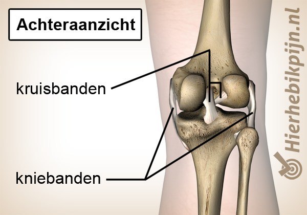 Knie kniebanden kruisbanden