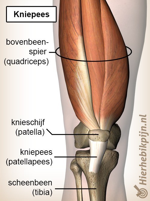 Knie kniepees pattellapees quadriceps