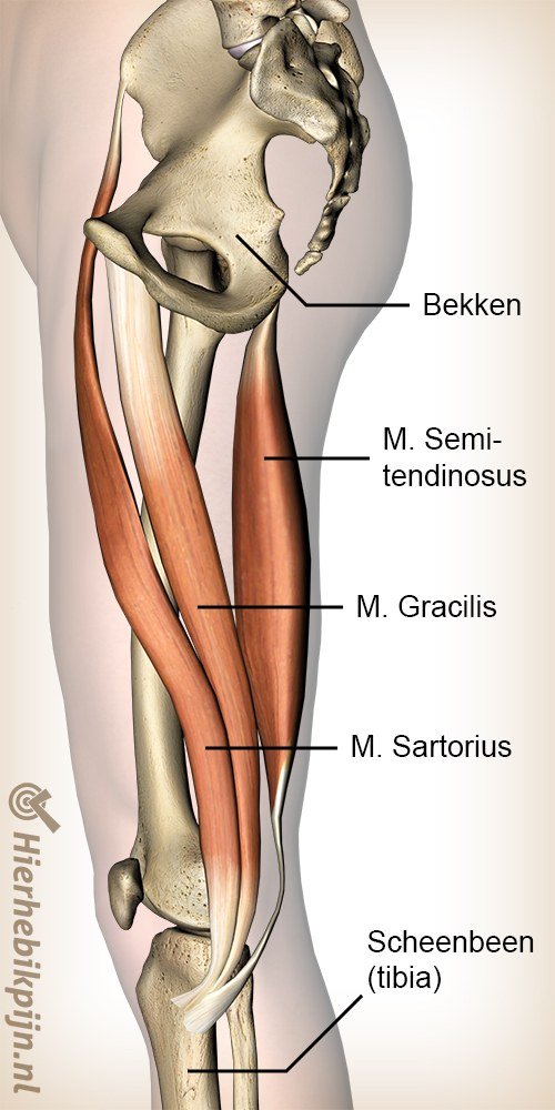 Knie pes anserinus musculus sartorius gracilis semitendinosus spieren ganzenpoot