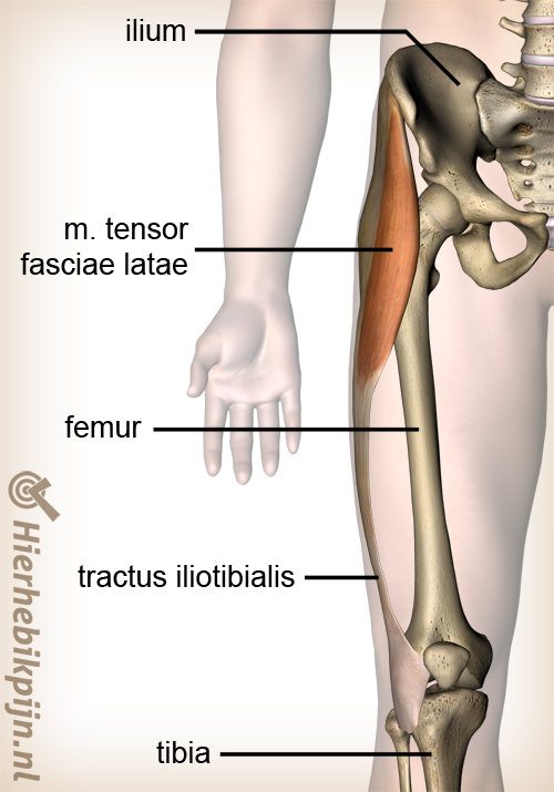 Knie tractus iliotibialis musculus tensor fasciae latae spier