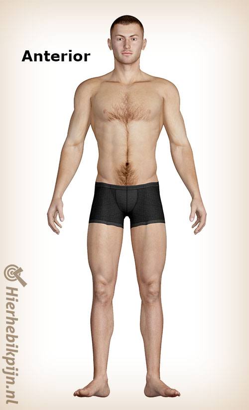 Man anterior
