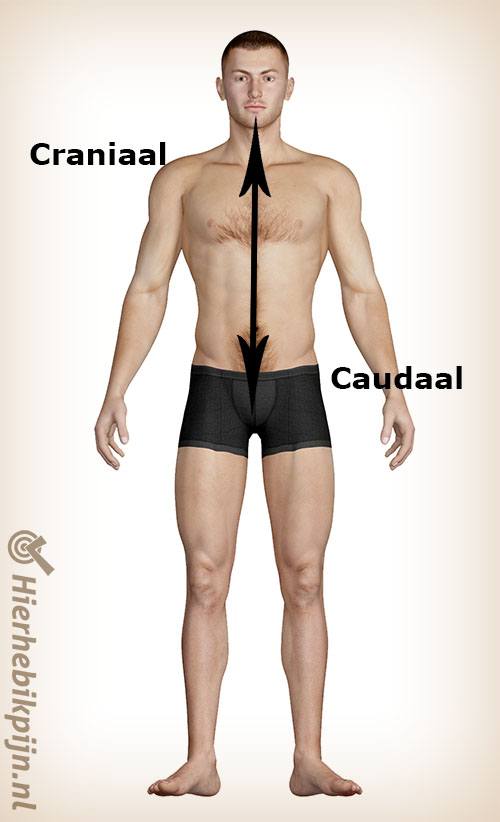 Man caudaal craniaal ventraal