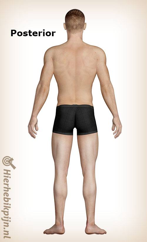 Man posterior