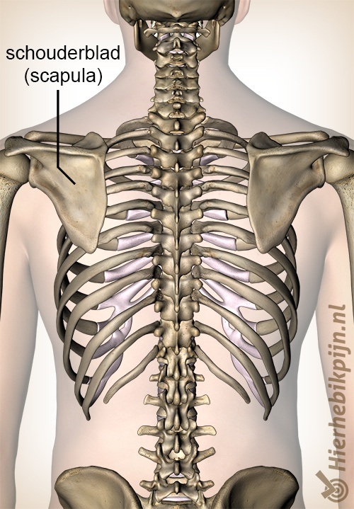 Schouder schouderblad scapula
