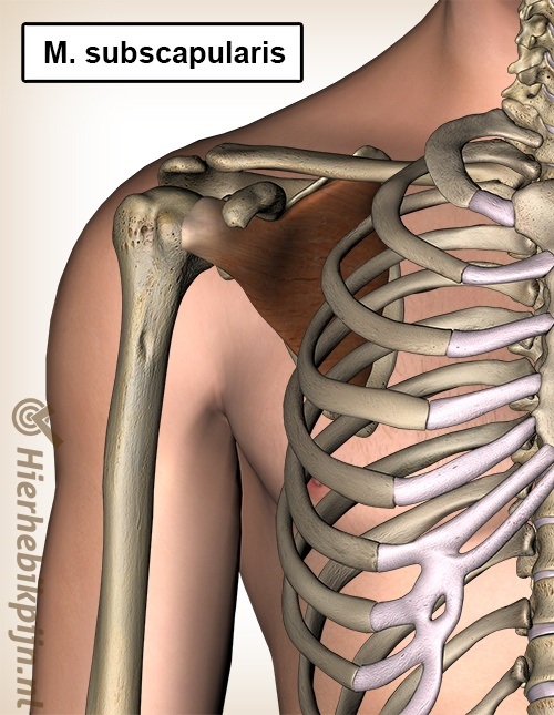 Schouder subscapularis rotator cuff ventraal voorzijde