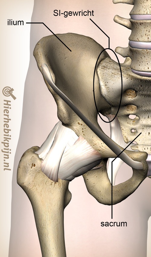 Si gewricht anatomie voorkant bekken ilium sacrum