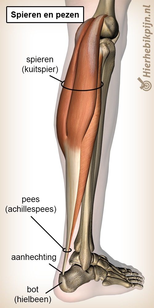 Tendinopathie spier pees spieren pezen aanhechting