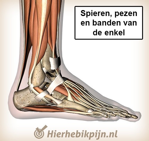 Voet lateraal spieren pezen banden enkel