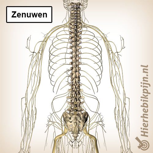 Zenuwen wervelkolom perifere zenuwen