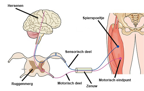 Zenuwstelsel zenuw motorisch sensorisch hersenen reflex